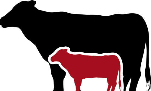 American Aberdeen Cattle